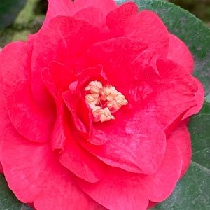 Meet your Posher, Sh’kya